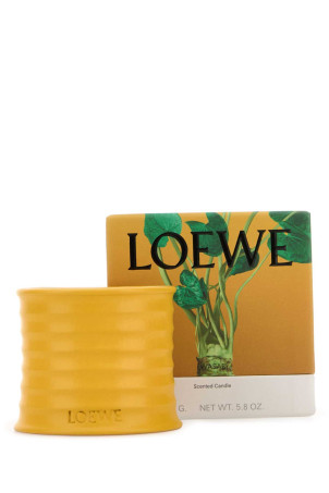 Small Wasabi scented candle LOEWE (LW81016)