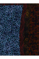 'Flora' scarf Multicolor